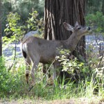 Bambi passeando pela floresta.