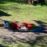 E os bichanos coloridos batendo umas sementes..